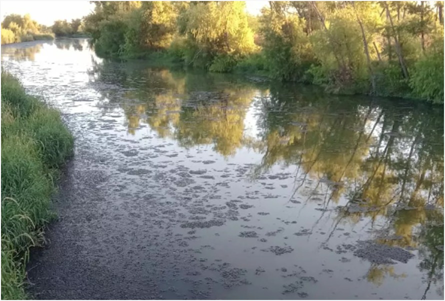 (Alta contaminación del arroyo Girado que pasa a la laguna)